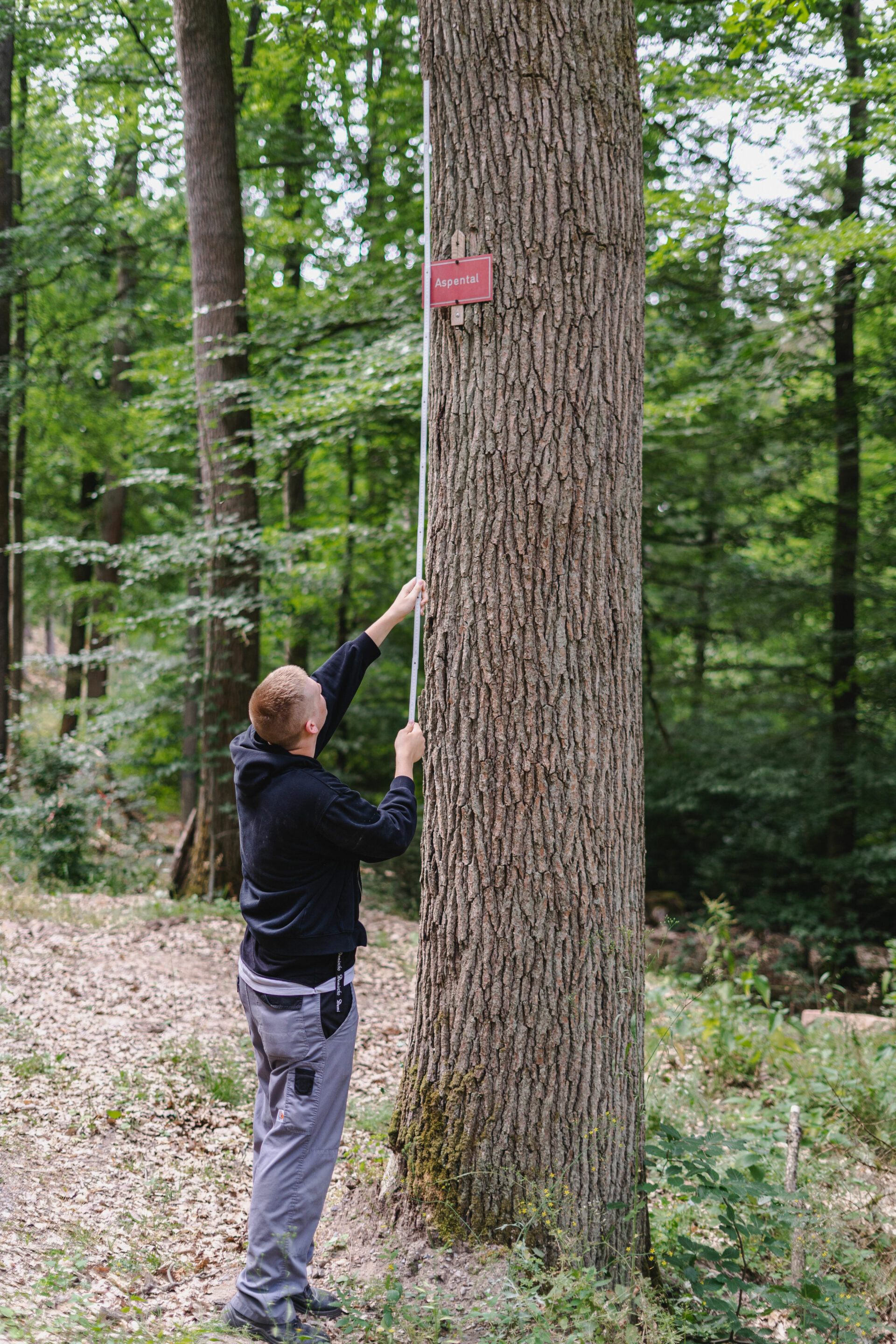 Junge misst Höhe eines Baumes