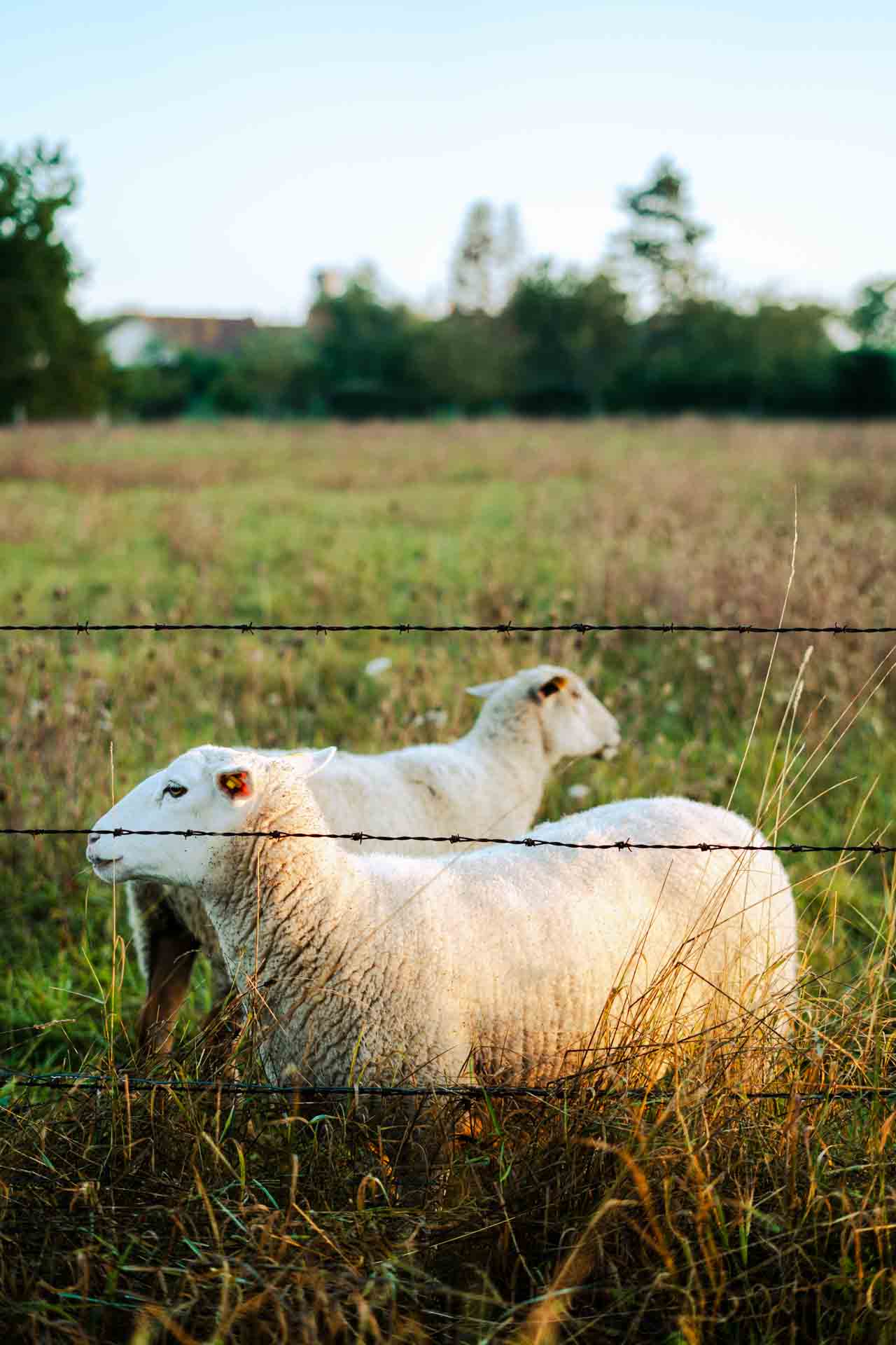 Zwei Schafe in der Morgensonne