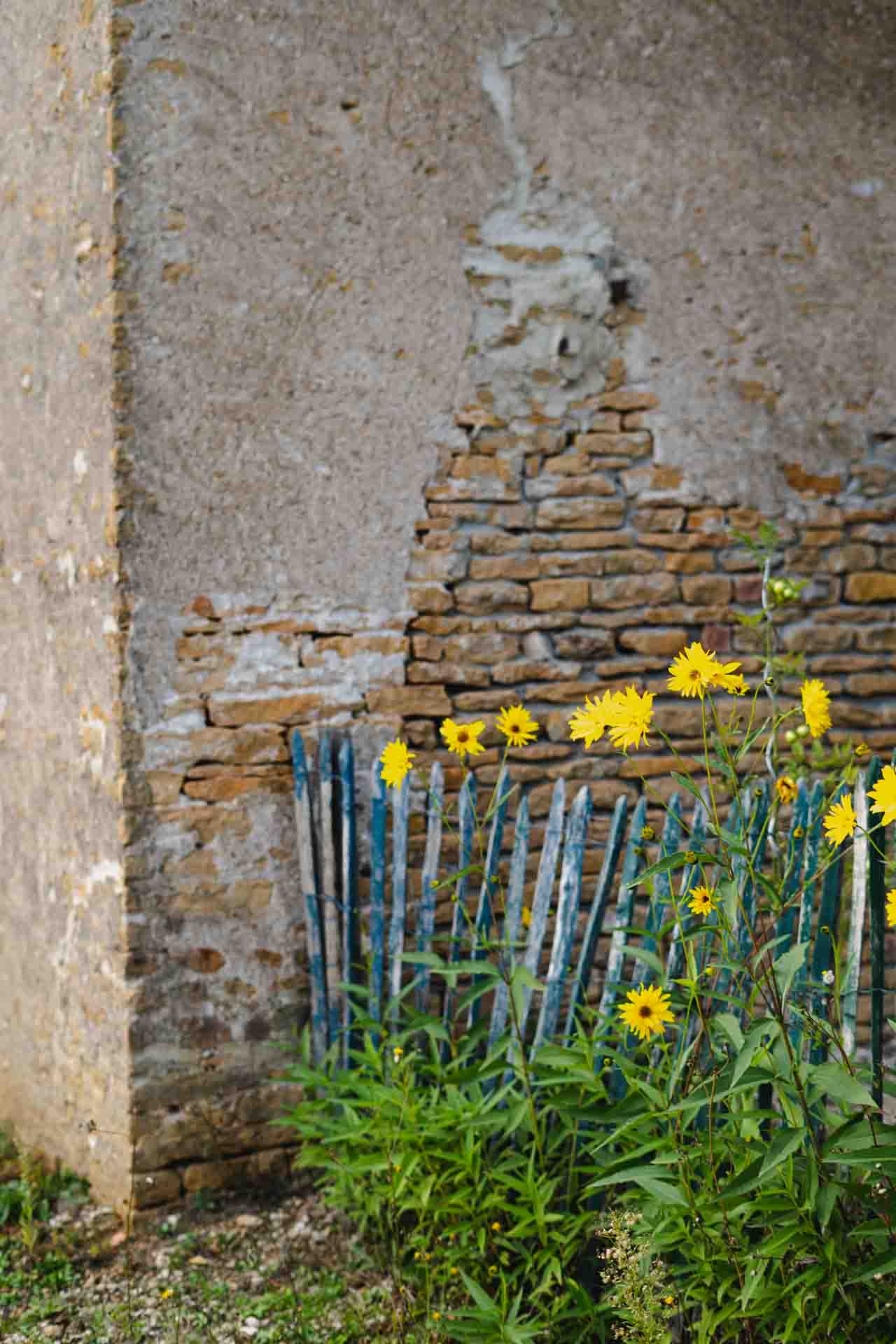Alte Steinwand mit gelben Blumen